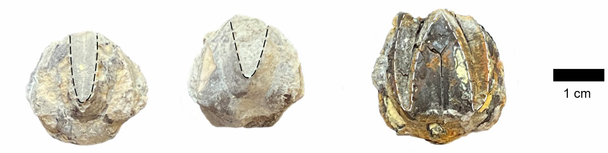Examples of Pentremites robustus