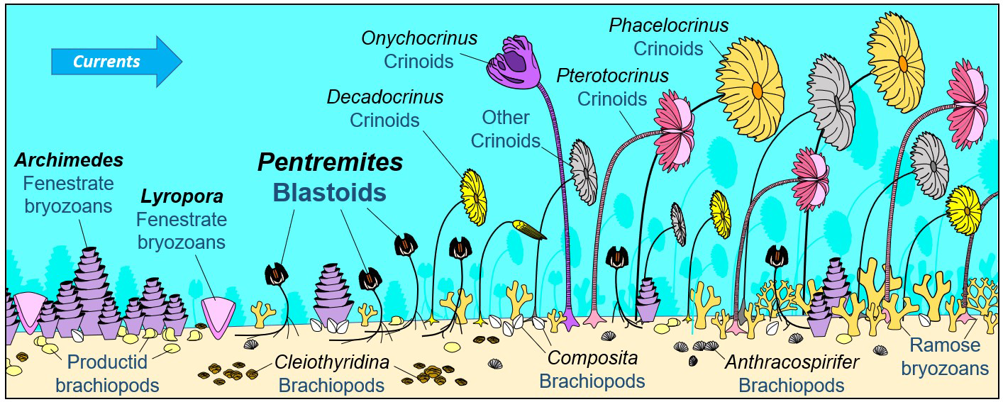 Pentremites blastoid garden on a late Mississippian sea floor.