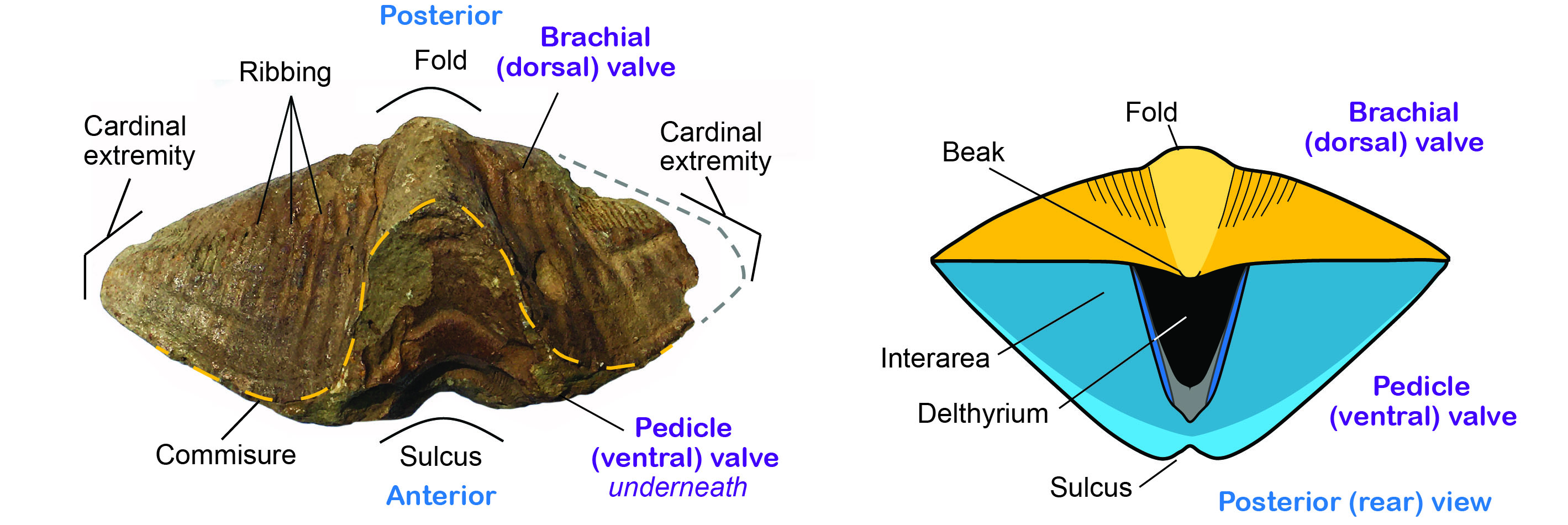Syringothyris Parts
