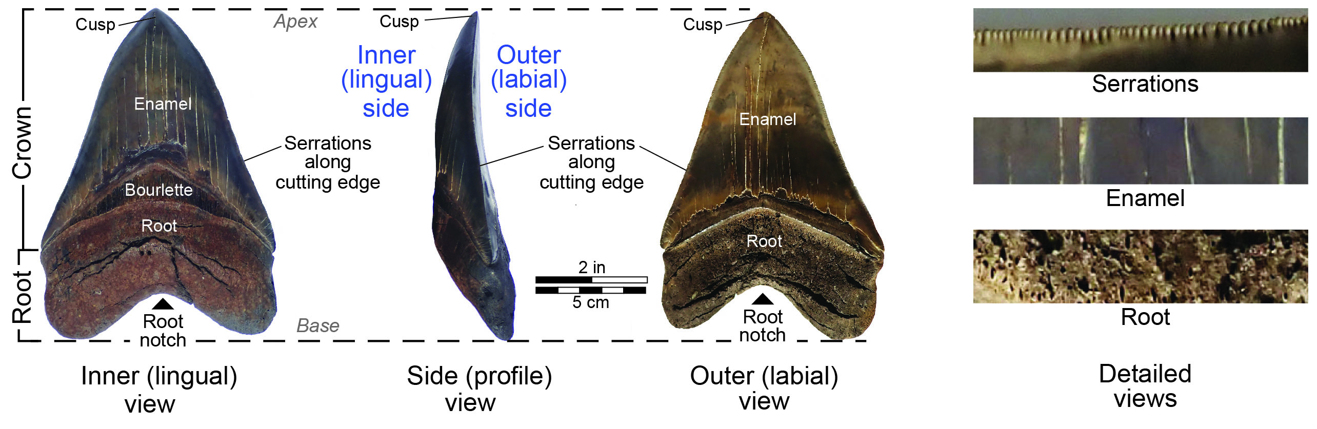 South Carolina Fossil Great White Shark Teeth