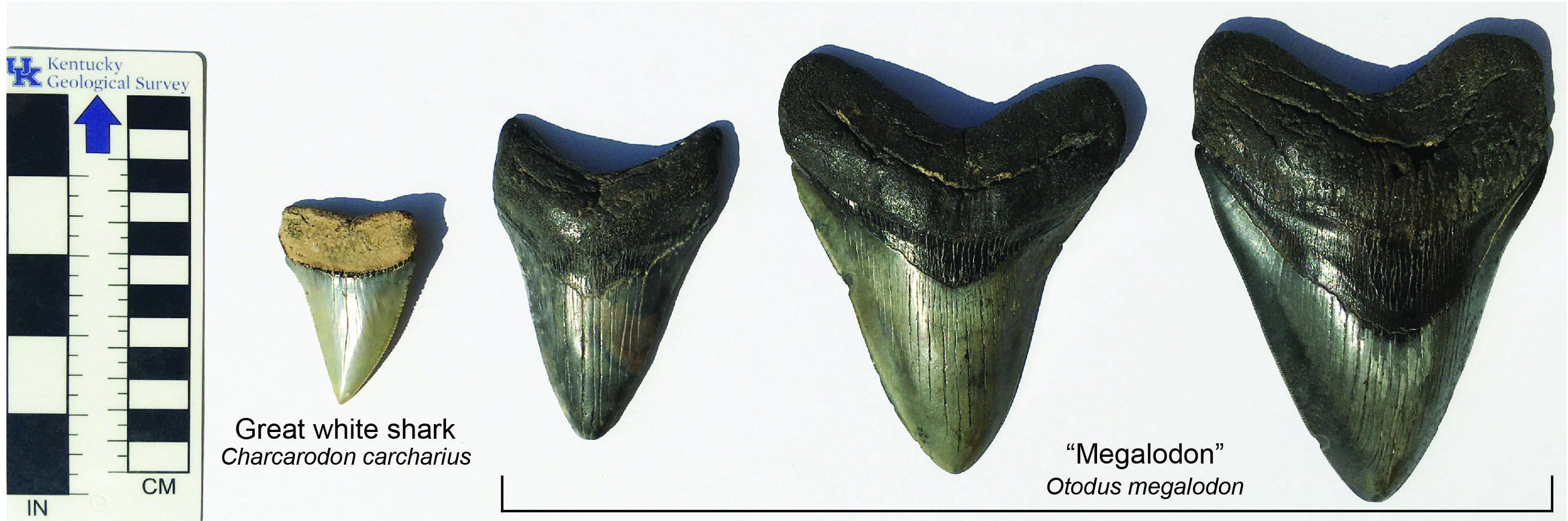 MEGALODON TOOTH Fossil SHARK 2.901 inches Up to 25 Million Years Old #1516 5o 