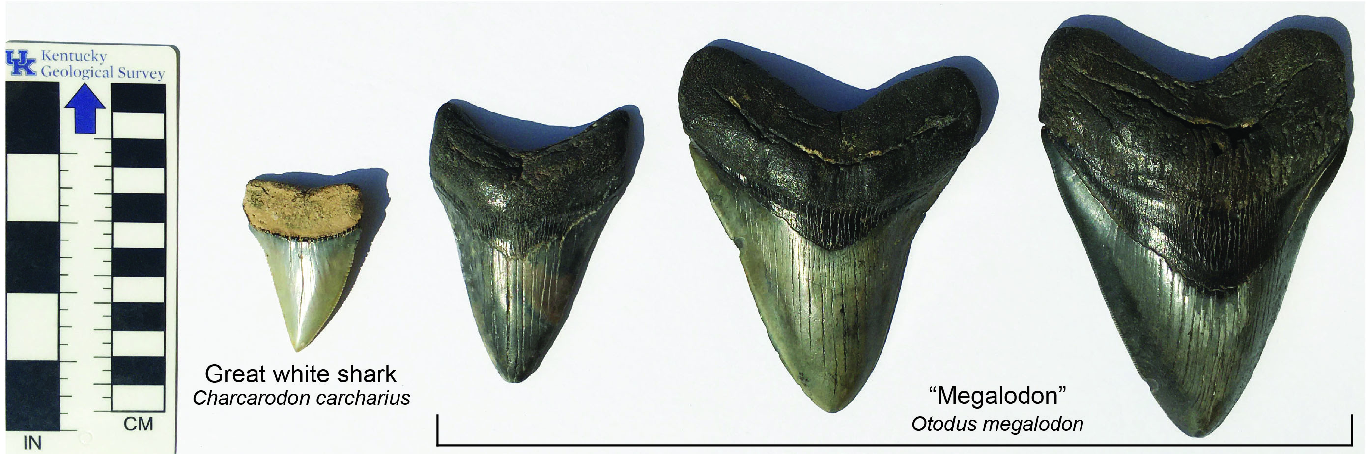 shark teeth fossils