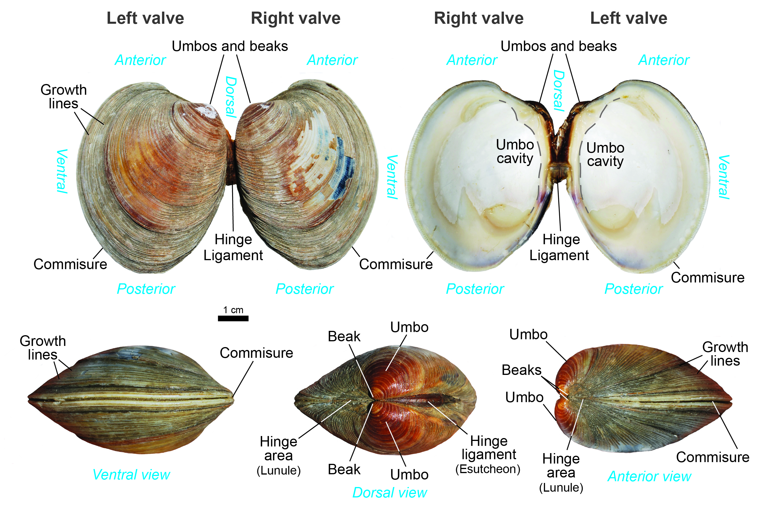 Bivalves parts, Fossils, Kentucky Geological Survey, University of Kentucky