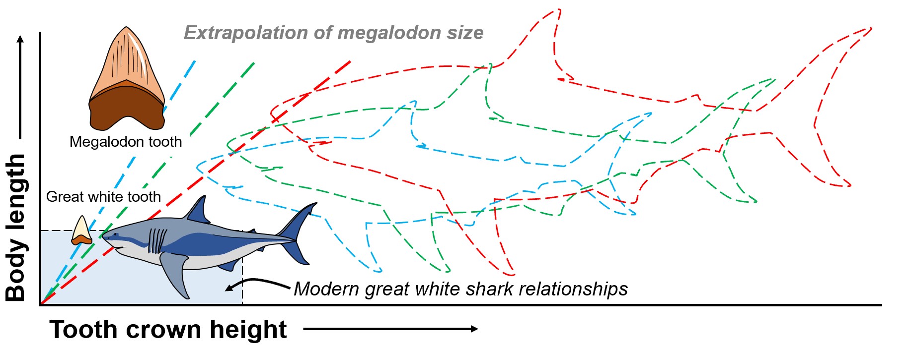 megalodon shark vs great white shark jaws