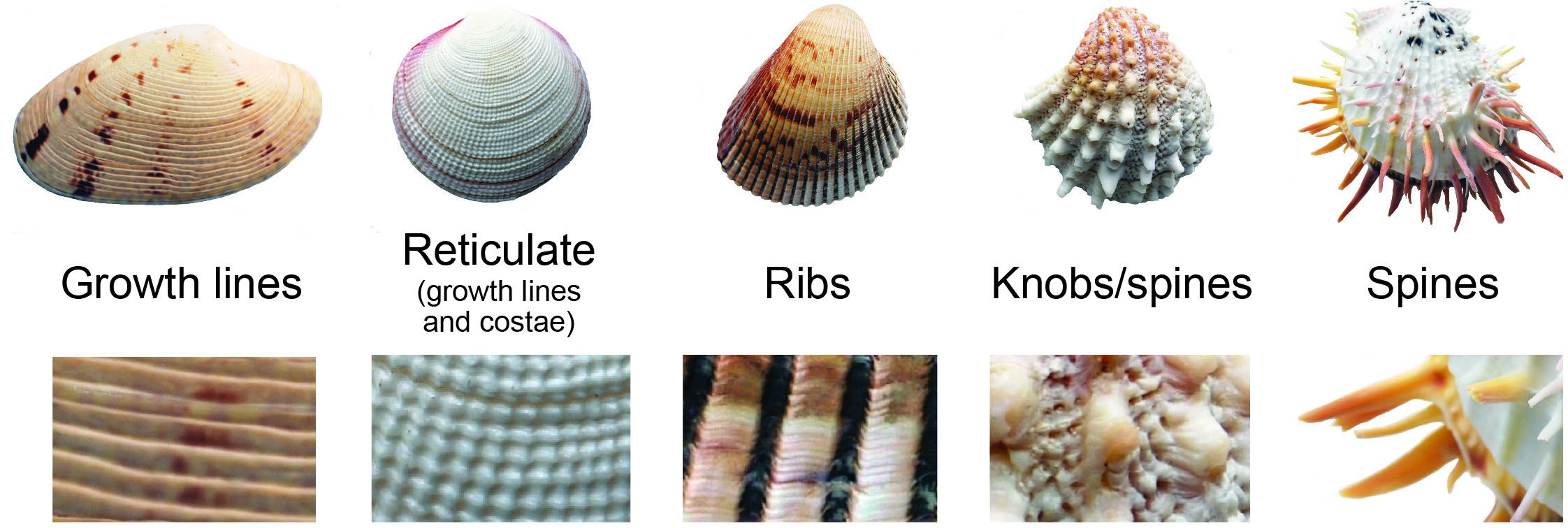 Bivalves parts, Fossils, Kentucky Geological Survey, University of Kentucky