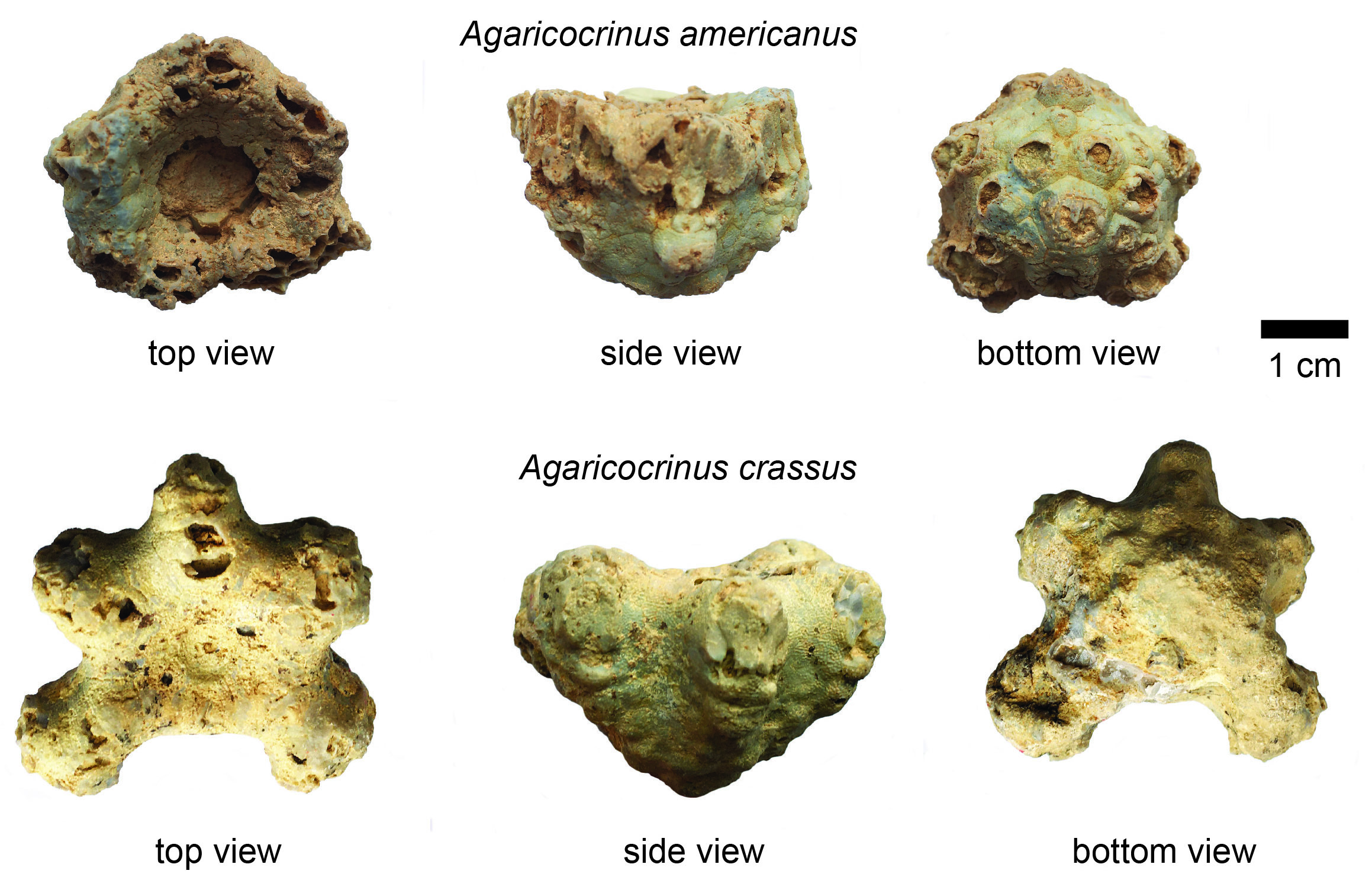 Cups of Agaricocrinus americanus and Agaricocrinus crassus. The A.
Americanus specimen is from Lake Cumberland in Clinton County,
Kentucky. The A. crassus specimen is from Lake Cumberland in Russell
County, Kentucky.