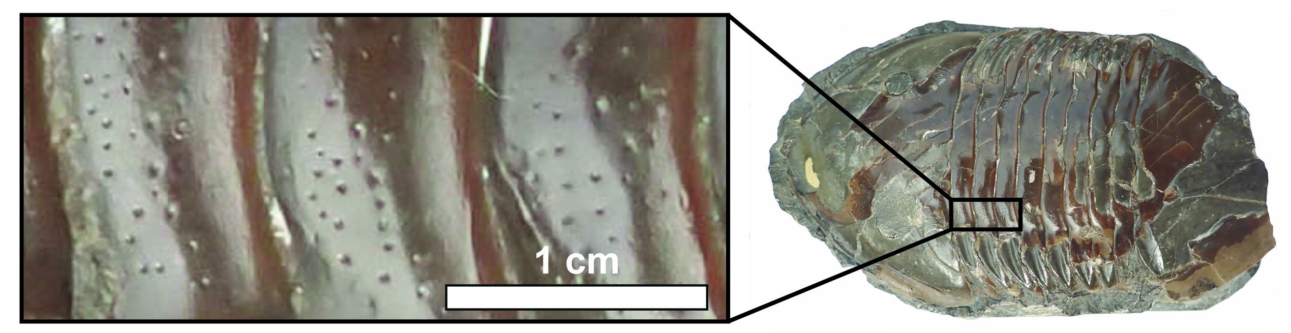 Isotelus pitting.