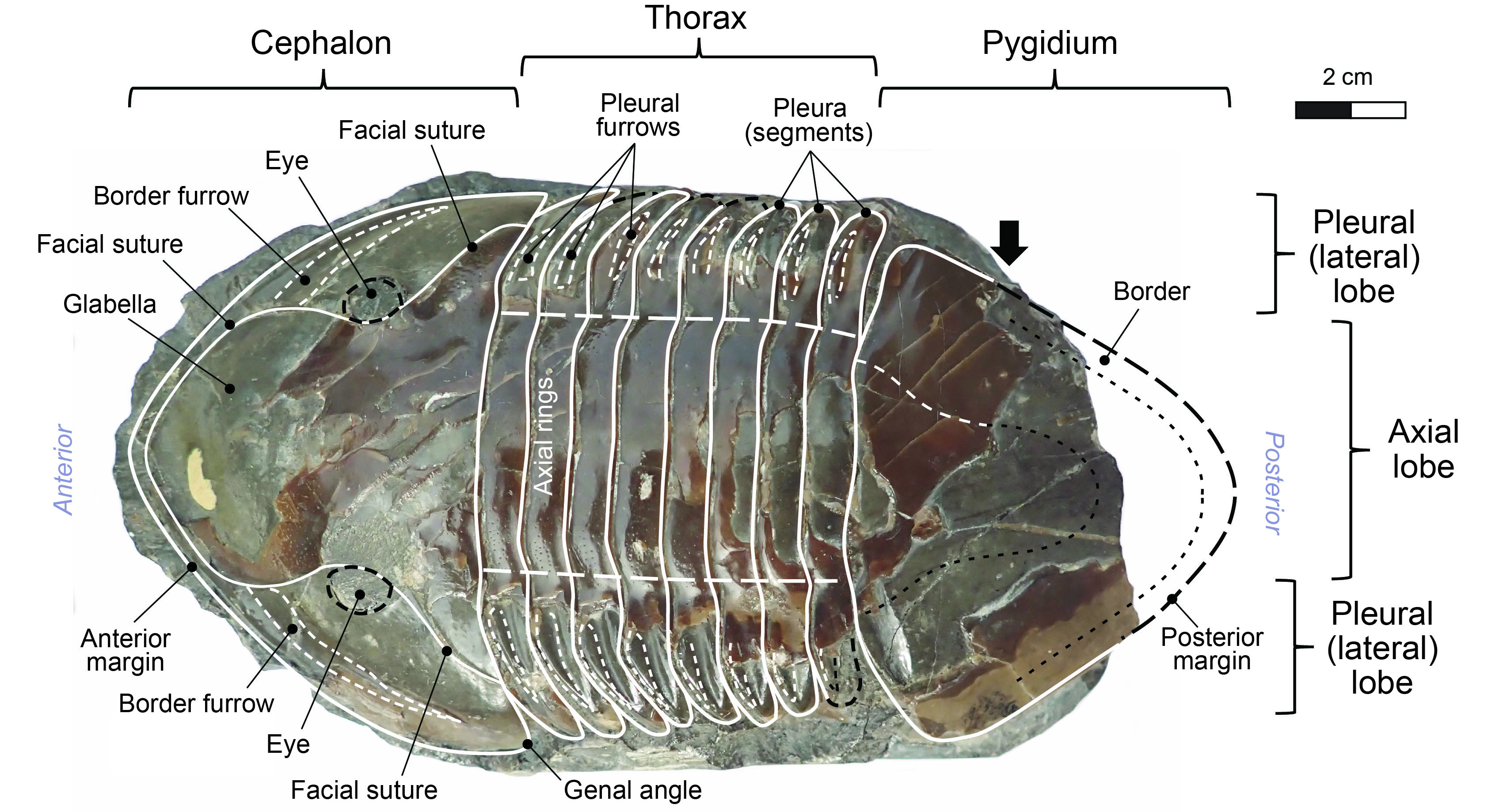 Isotelus parts