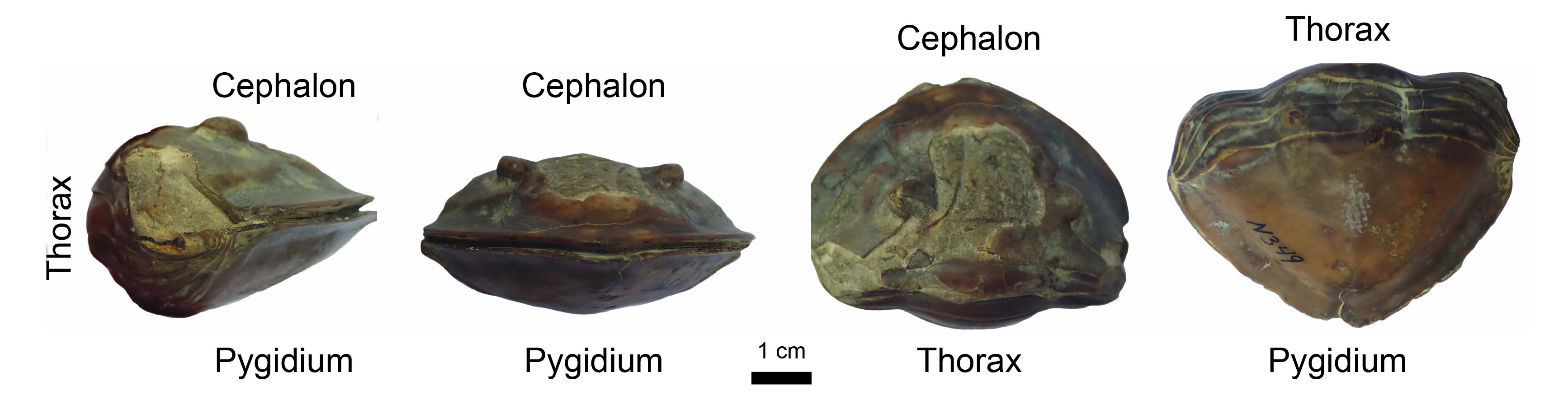 Isotelus enrolled specimens.