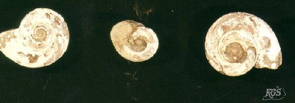 Trepospira illinoiensis, Pennsylvanian age