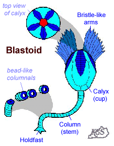 Blastoild Structure