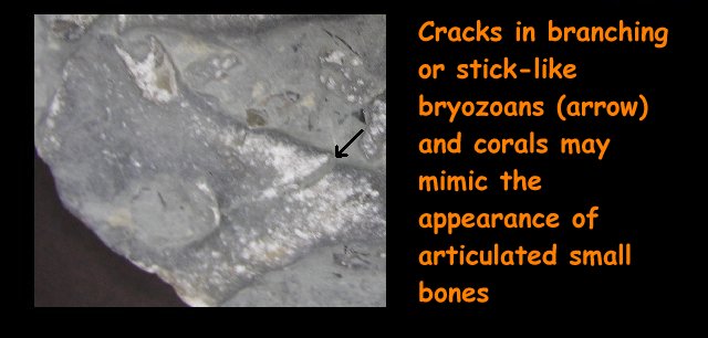 cracks in branching or stick like bryozoans and corals may mimic the appearance of articulated small bones. 