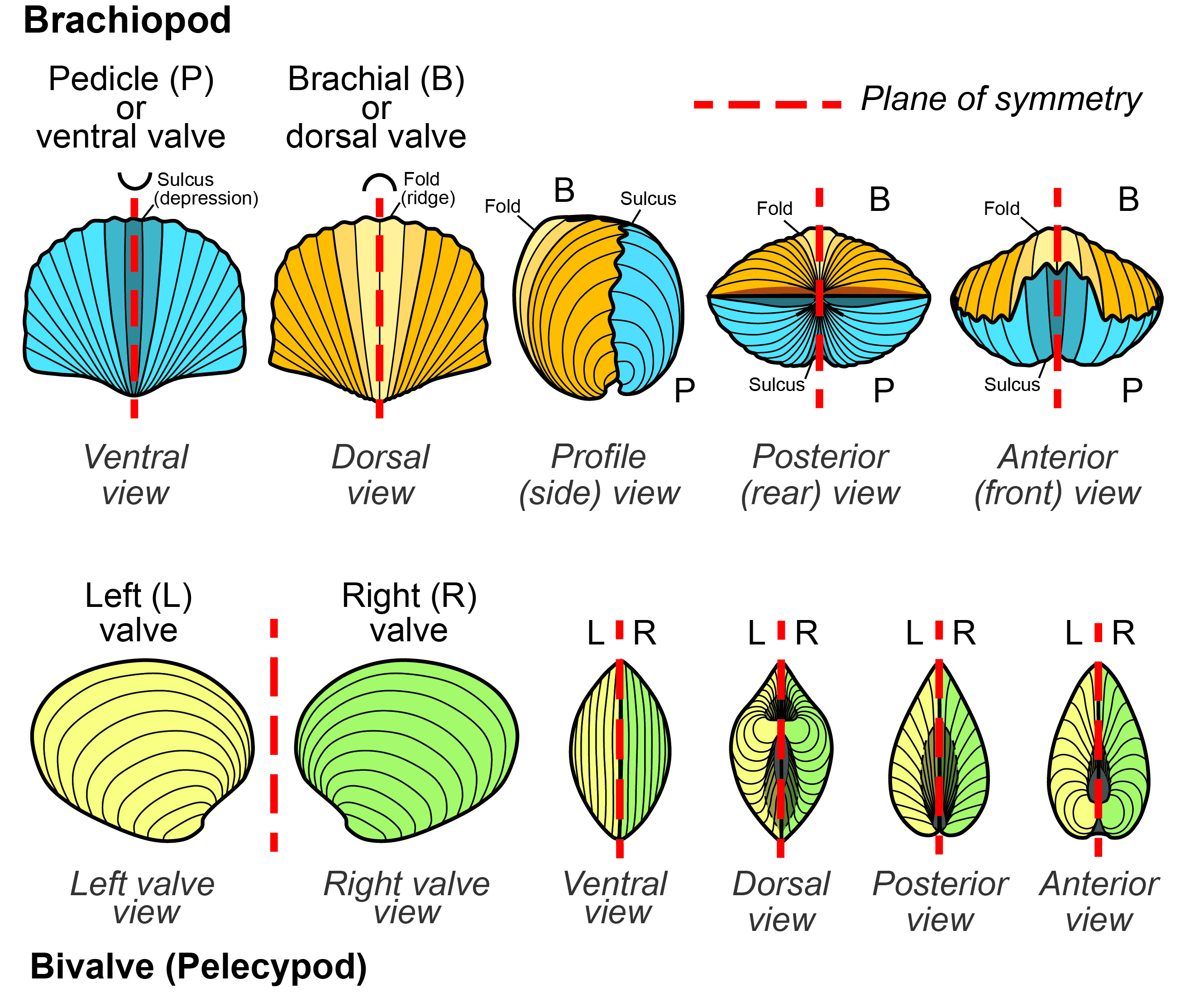 Comparison of brachiopod and clam shells. Both shells have two valves, which are attached along a hinge line. Clam valves are mirror images of each other. Brachiopod valves are different from each other. Dashed lines represent planes of symmetry.