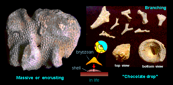 Massive bryozoa colonies