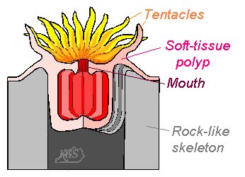 Corals structure