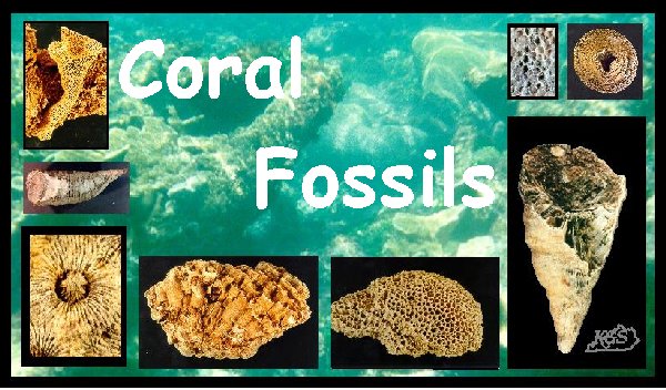 coral fossil