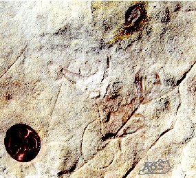 starfish fossil