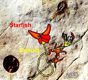 starfish fossil