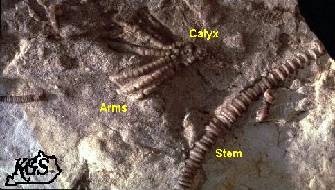 Devonian crinoid and stem