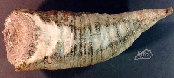 Siphonophrentis
