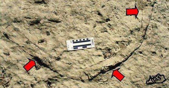 Siphonophrentis