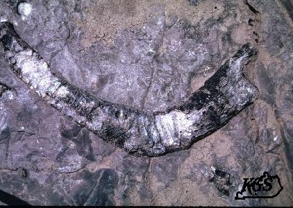 Siphonophrentis