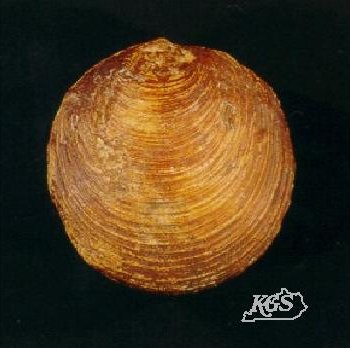 Some bivalve fossils found in Kentucky, Fossils, Kentucky Geological  Survey, University of Kentucky