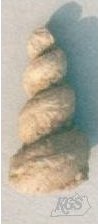 Palaeozyglopleura from Devonian age (identified by A. Goldstein)