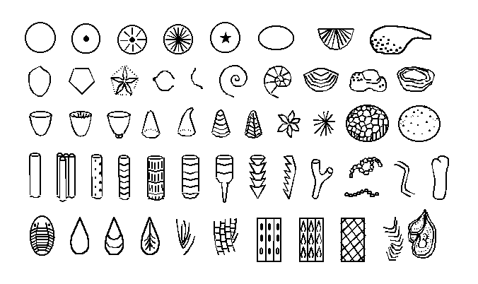 Fossil Identification Chart