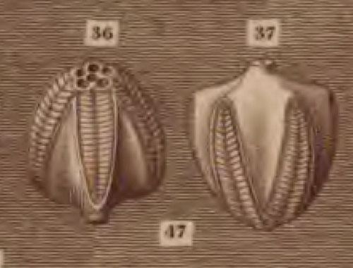 Kentucky fossil "Asterite" from Parkinson