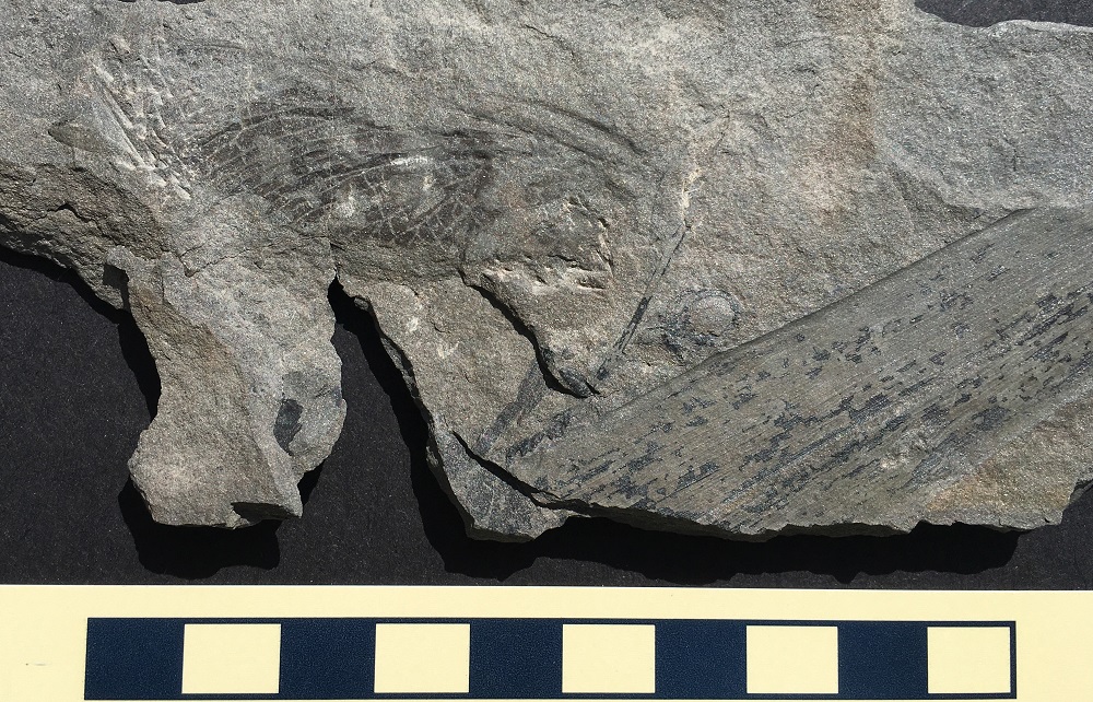 Fossil of Sheltoweeptera redbirdi, an insect wing from coal-bearing rocks of eastern Kentucky