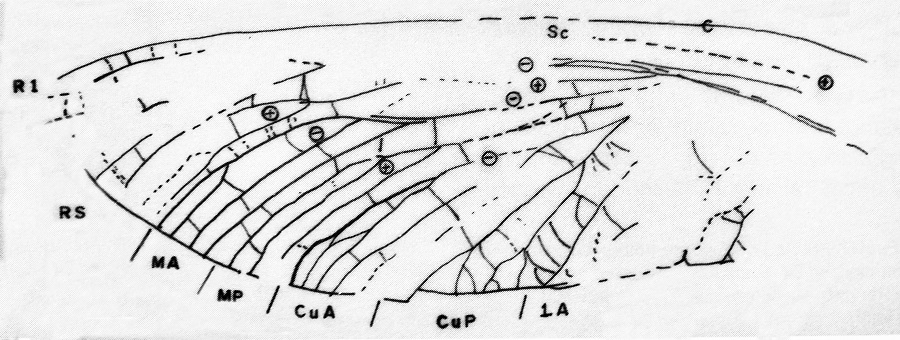 Details of the fossil insect wing showing vein pattern (modified from Chesnut, 1981, Fig. 3). Letters show different elements of the wing for comparison to other insect wings.