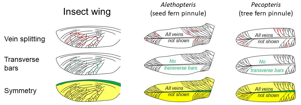 Comparison of vein patterns in the insect wing with examples of somewhat similar appearing fossil fern pinnules. Fossil fern pinnules are much more commonly found in the coal fields.