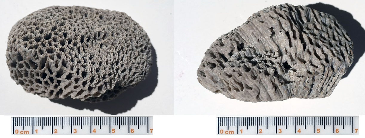 Top and side view of the chain coral Quepora huronensis from the Louisville Limestone. Collected by R. Todd Hendricks from the Louisville Limestone in the Louisville area, and loaned to the Kentucky Geological Survey for display in the KGS lobby. Scale in centimeters.