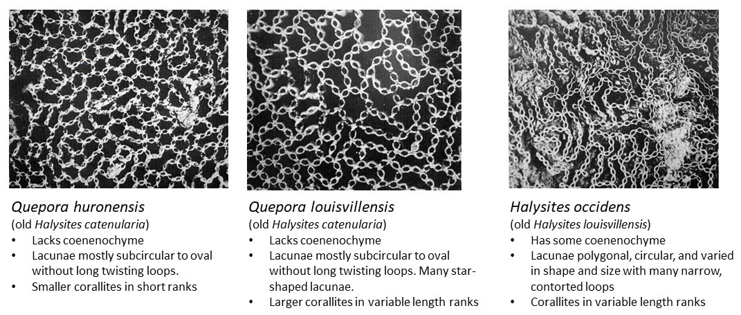 Comparison of three species of chain corals found in the Louisville Limestone to show similarities in overall appearance, and subtle differences in details of structures.