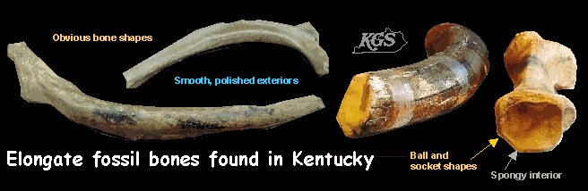 Elongate fossil bones found in Kentucky.