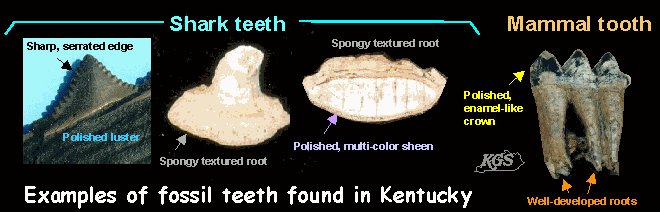 Example of fossil teech found in Kentucky. 