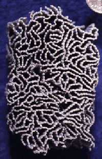 Halysites, the chain coral above, is common in some Silurian rocks in Kentucky.