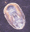 The modern Lingula brachiopod looks just like the Pennsylvanian Lingula fossils found in Kentucky