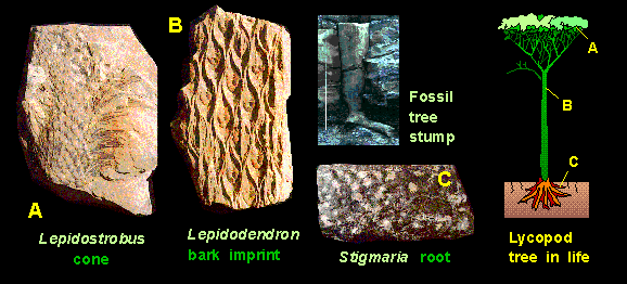 lepidostrobus, lepidodendron, stigmaria, lycopod