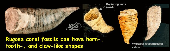 Rugos coral fossils can have norn, tooth, and claw like shapes