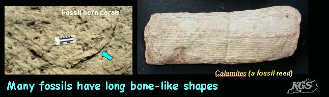 Many fossils have long bone like shapes.