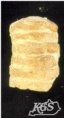 Typical fossil fragment of Ordovician orthocone cephalopod.