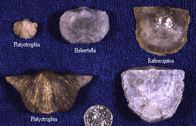 Brachiopods are extremely abundant. Some of the common forms, shown above, are Rafinesquina, Platystrophia, and Hebertella. Rafinesquina and Platystrophia are shells shown in the foreground in the Ordovician scene at the top of this page.