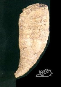 Lophophyllidium specimen