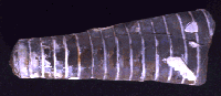 This fossil straight-shelled cepahalopod above was found in the Pennsylvanian rocks of eastern Kentucky.