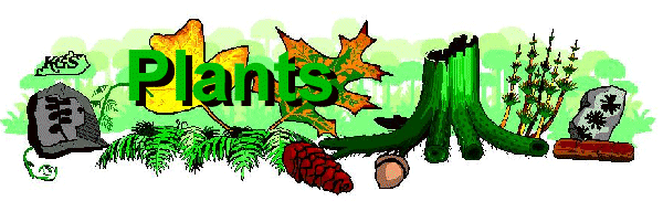 Plant Fossil