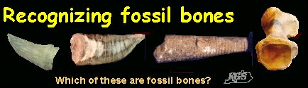 recognizing fossil bones