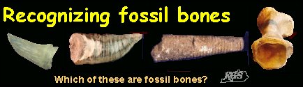 Fossile Knochen erkennen