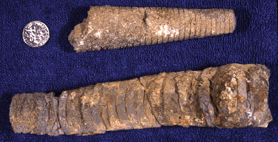 Straight-shelled nautiloids (squid-like cephalopods), like those shown here, are common fossils in the Bluegrass Region. Some have been found that are about four feet long in the Ordovician rocks of the Bluegrass; one is shown in the Ordovician scene at the top of this page. 